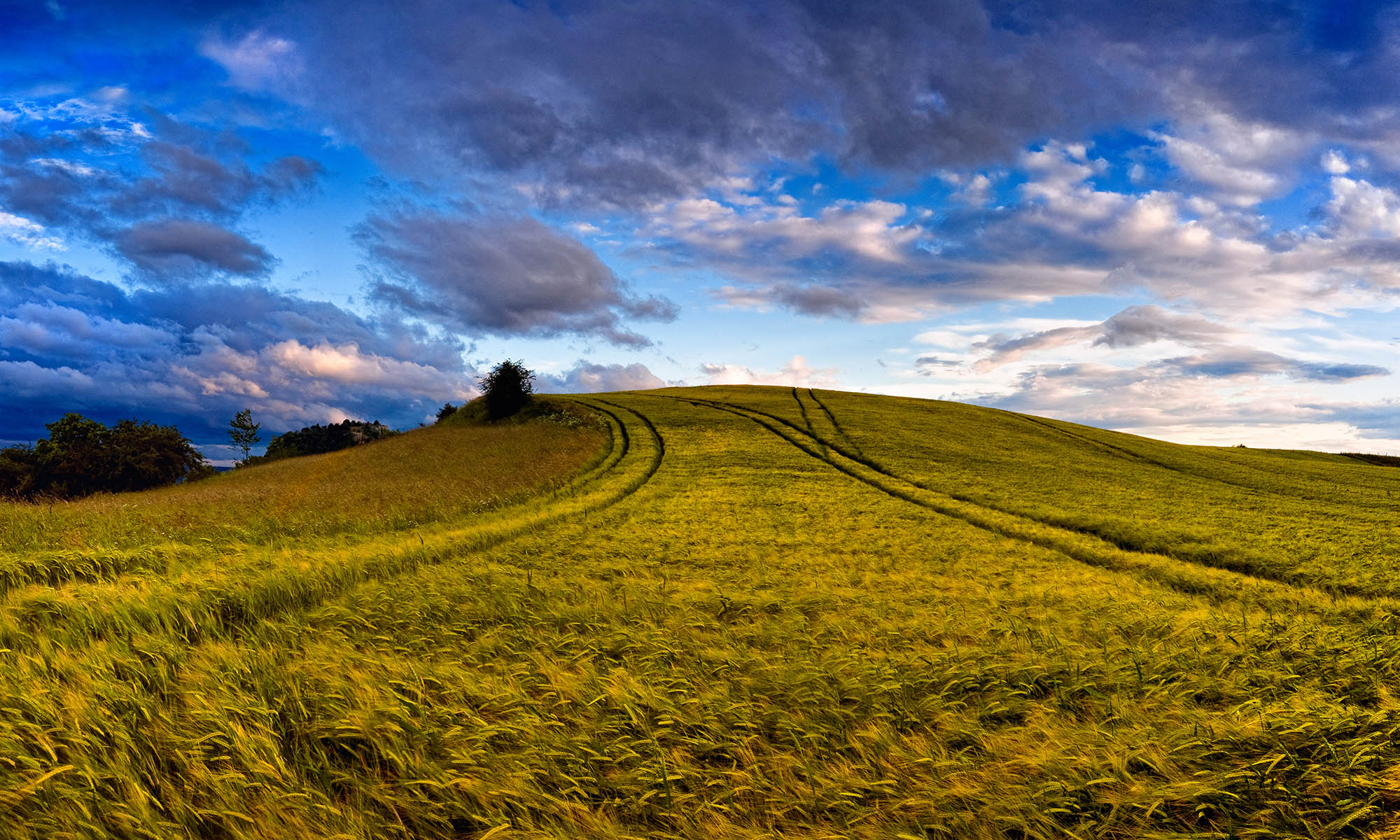 Weizenfeld Weizenfeld, Hegau